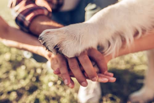 A dog's paw on top of people's hands.