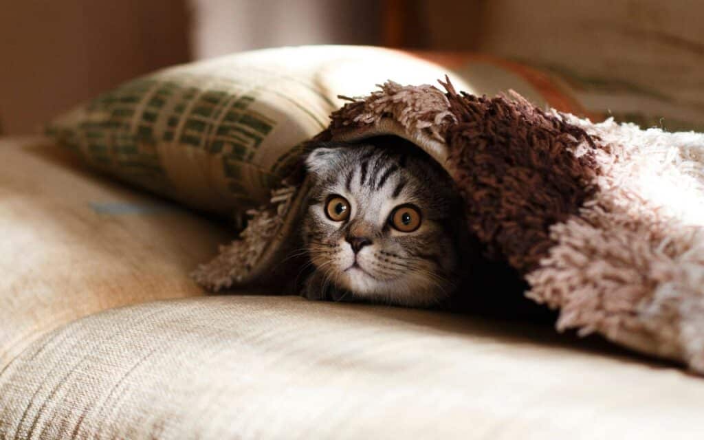pet safety and fireworks will keep this cat feeling happy