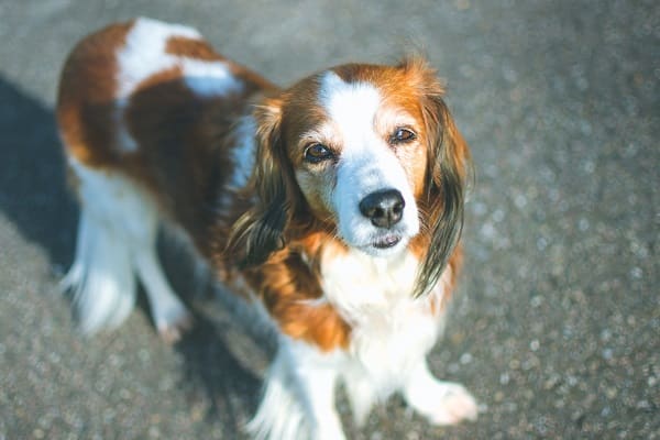 Portrait of an old loyal dog, a Dutch breed 'het Kooikerhondje'