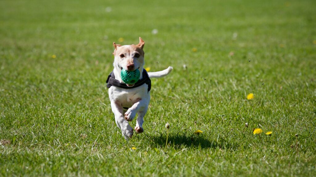 fetch is one of the puppy games you can play