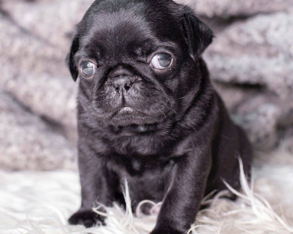 A pug puppy on a fluffy carpet, it will need routine pet care to stay happy and healthy