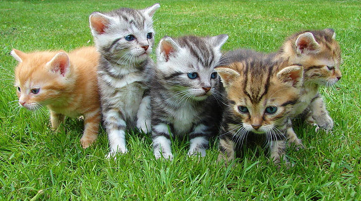 mixed breed cats like these kittens can sometimes be healthier than purebred cats
