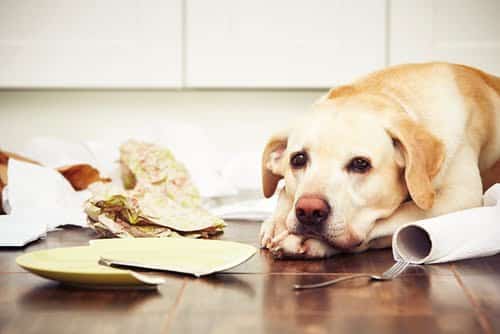 third party insurance for pets can pay for damage like this dog's broken plates