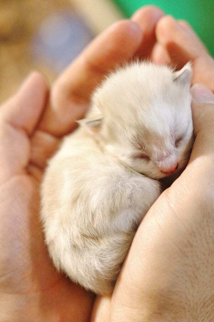 Baby kitten in hand. 