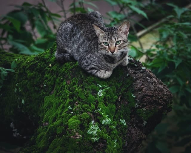 Cats like this grey cat on a rock are not sacred animals in Hinduism