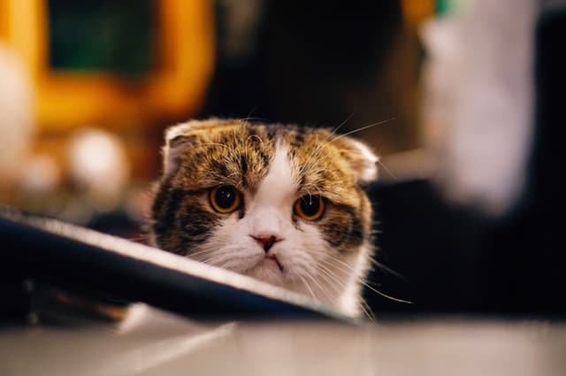 should I get a cat if I work full time? This cat doesn't think so