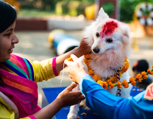 Nepal police celebrates Kukur Tihar (dog festival) at Central Police Dog Training School.