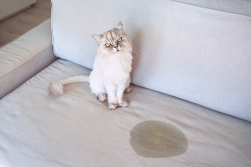cat pees and poops inside and needs a pet behaviourist to correct this