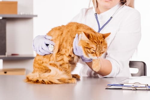 This vet is checking how far along this cat's terminal illness has progressed.