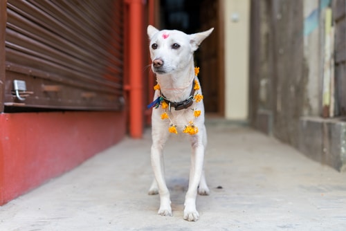 Dogs celebrated at Nepal's Kukur Tihar Festival (Deepavali or, "festival of lights")