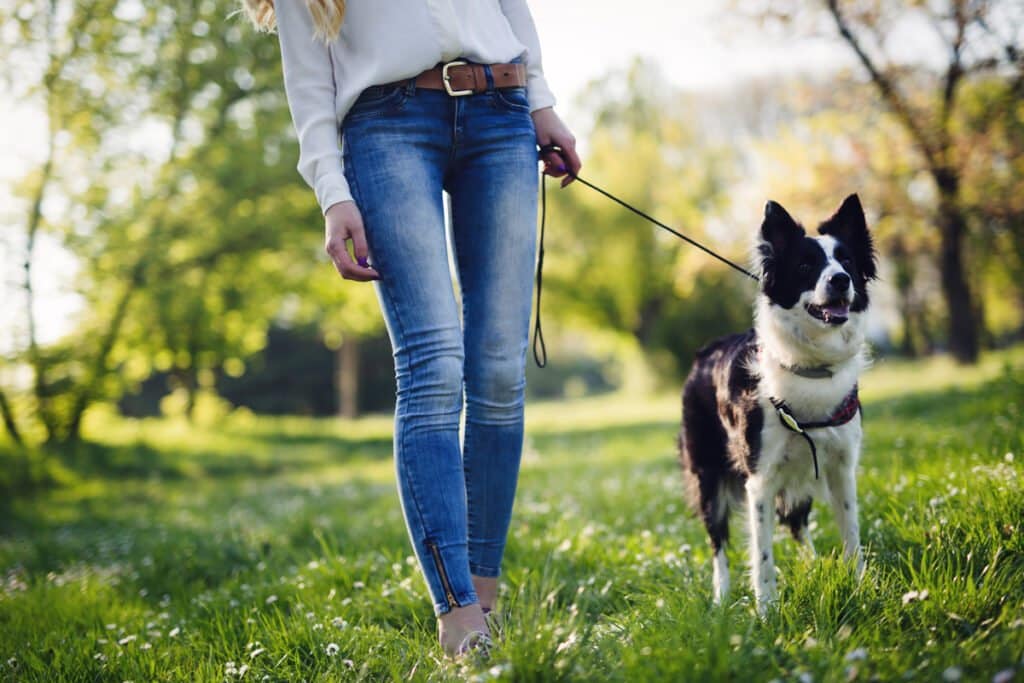 Use the DIY Dog Walking Kit for puppy training