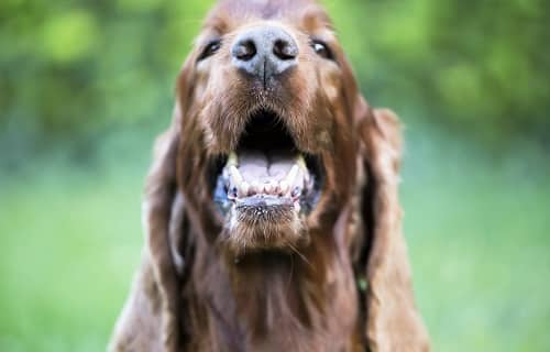 Smiling cute happy pet Irish Setter dog showing his teeth