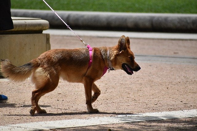teaching a puppy to walk on a lead