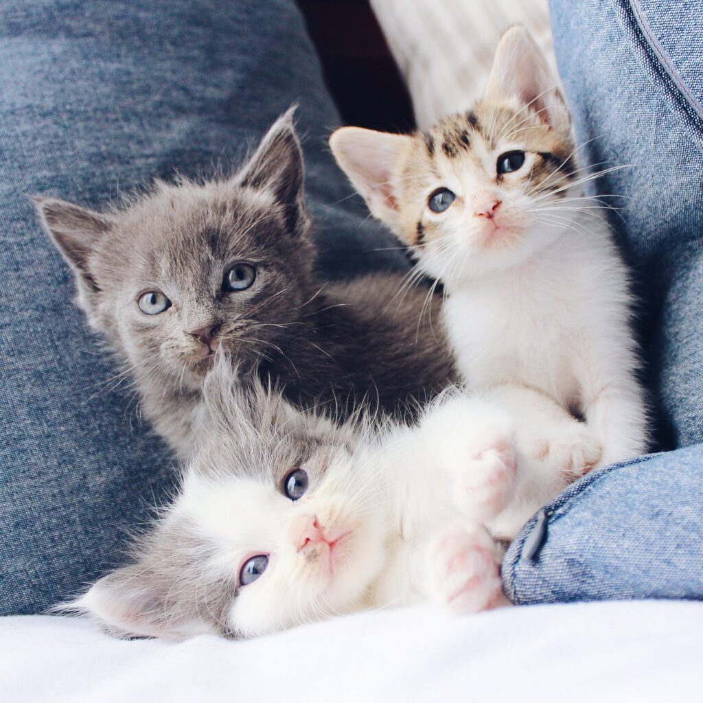 kittens open their eyes