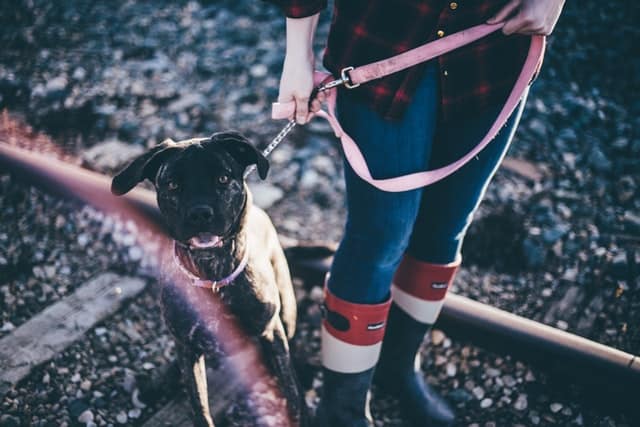 adopted dogs might not feel safe if you pet them without permission from the owner