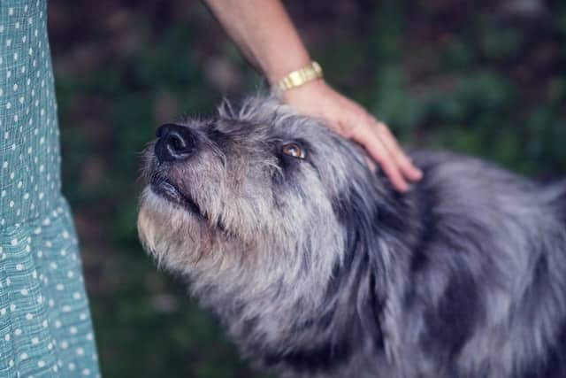 dog only wants to be petted by it's owner