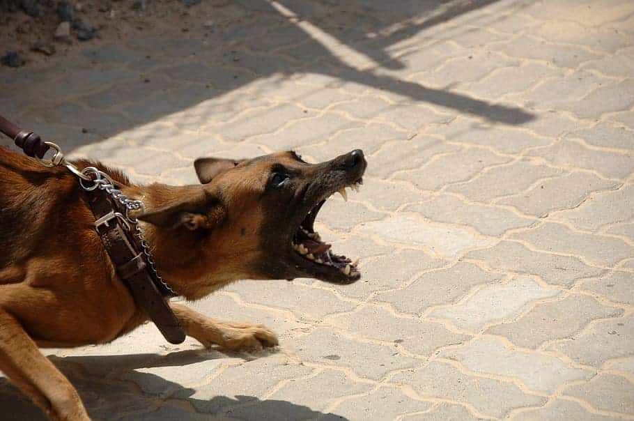don't pet a dog breed with a strong guarding instinct unless you have permission from the owner