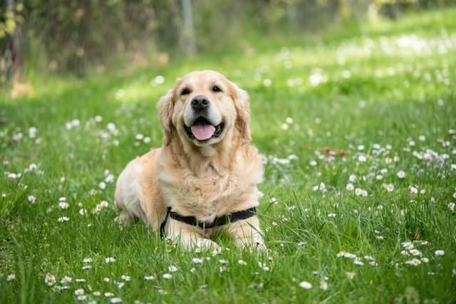 This Labrador is the top dog breed in New Zealand. From the Beagle to the Huntaway, the Border Collie to Rottweilers, there's a dog breed to suit just about everyone.