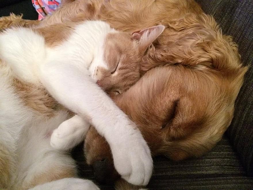 A pup and his feline friend sleeping peacefully together with the cat's paw gently draped over the pooch's snout