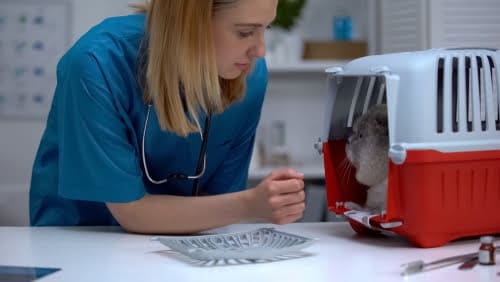 A veterinarian, celebrating Love Your Pet Day 2025, examines a small animal inside a pet carrier on the table, surrounded by X-rays that help ensure your beloved pet gets the best care possible.