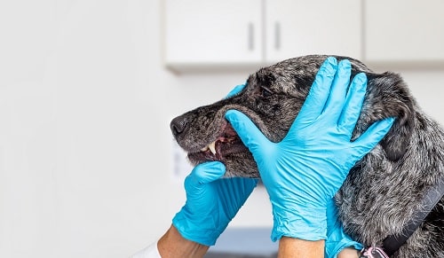 Hands of a veterinarian checking the health of a dog's teeth in an exam room