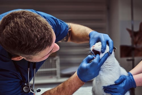 Veterinary examining cat's teeth and mouth in a vet clinic