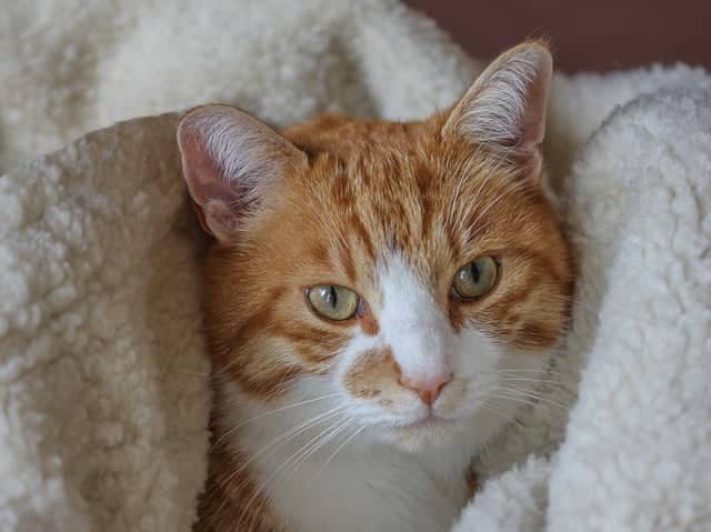 this ginger and white cat is in a blanket which is one of the things you can donate to animal shelters
