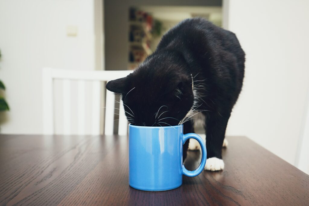 black and white cat with head in blue mug drinking coffee or tea at breakfast - cats like to eat and drink tea and coffee but shouldn't because of the caffeine content
