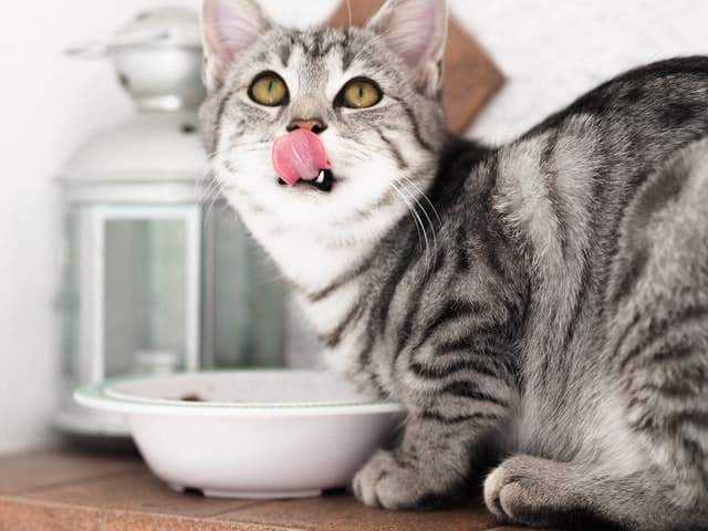 silver tabby cat licking lips over white breakfast bowl after eating