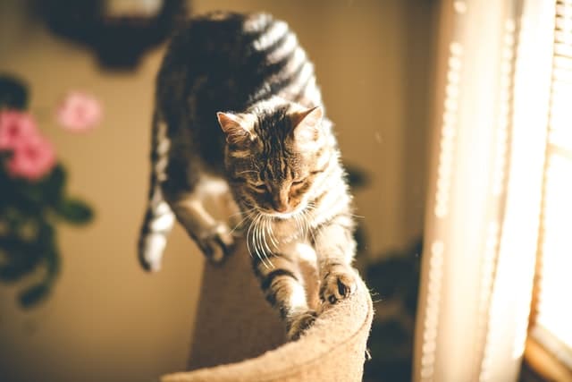 cat kneading