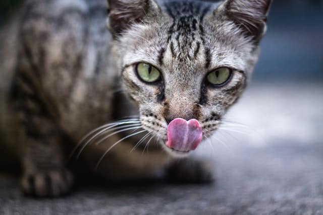 grey cat with tongue out to lick