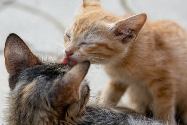 ginger cat licks tabby cat on head