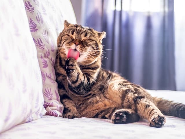 average cat weight