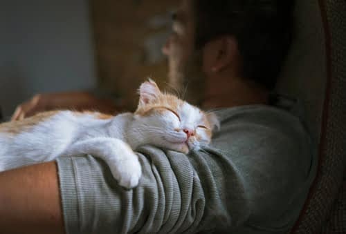 content ginger and white cat lying with man while it purrs