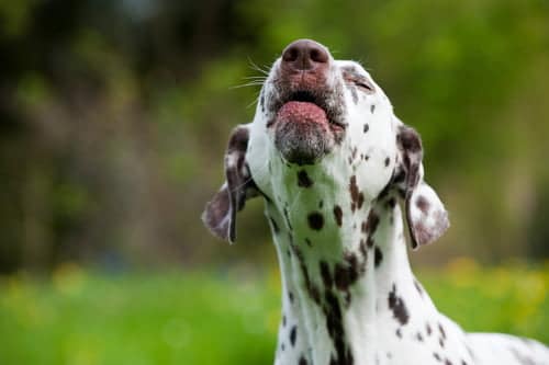 why dogs bark is an interesting question with lots of answers