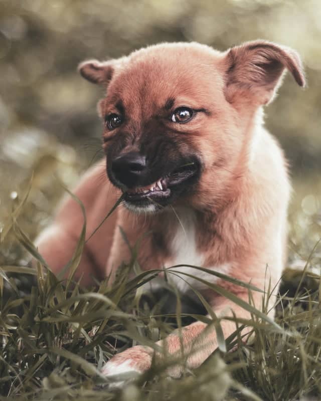Why Do Dogs Bite? We Explore The Reasons PD Insurance NZ