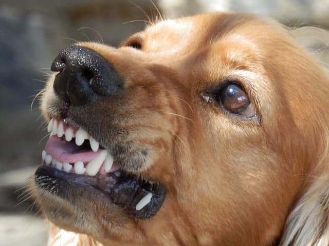 a dog snarling like this could bite