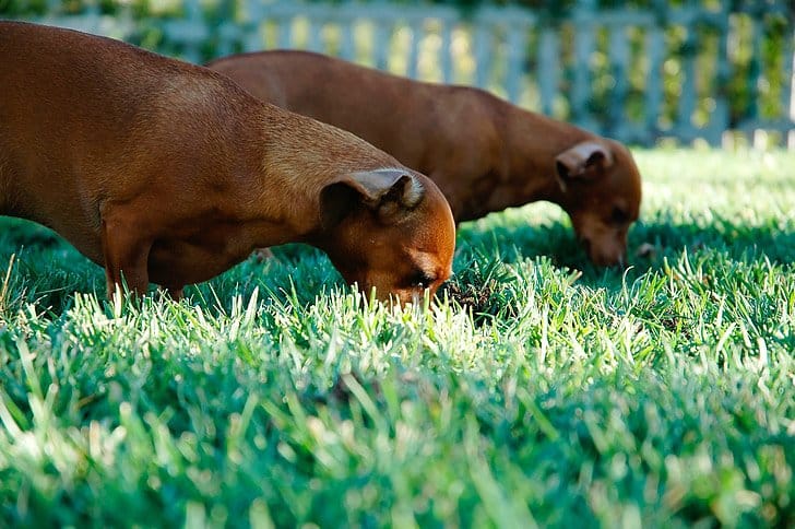 why dogs eat grass like this is a good question