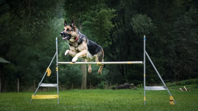 Guide Dogs NZ: Top Breeds for this Job - PD Insurance NZ