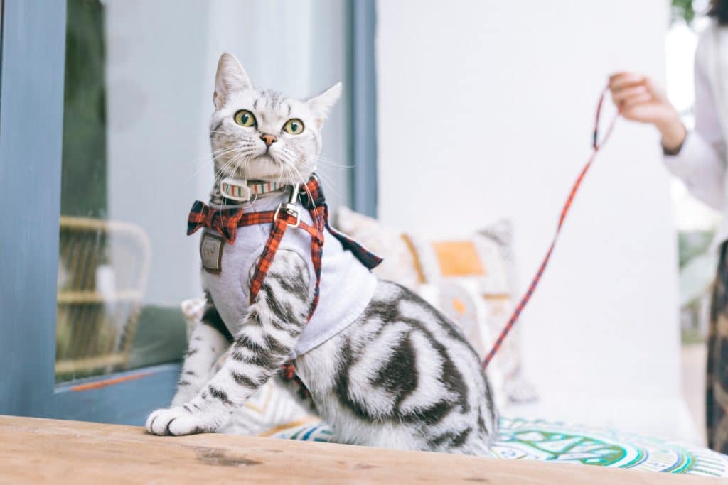 Celebrate International Cat Day by teaching your cat to walk on a lead