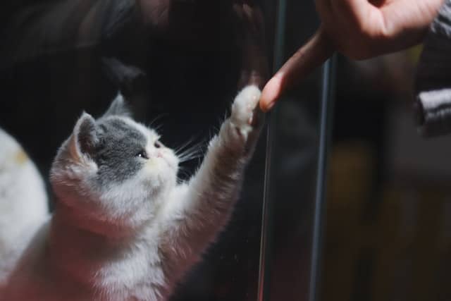 International Cat Day celebrates the cat-human-connection