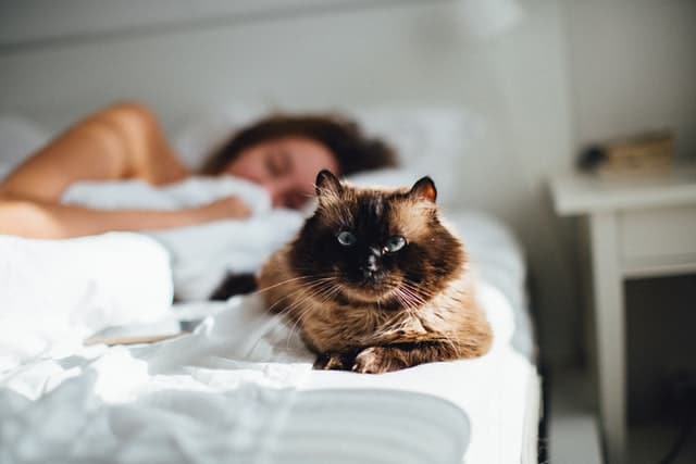 pet keeps sleeping owner company
