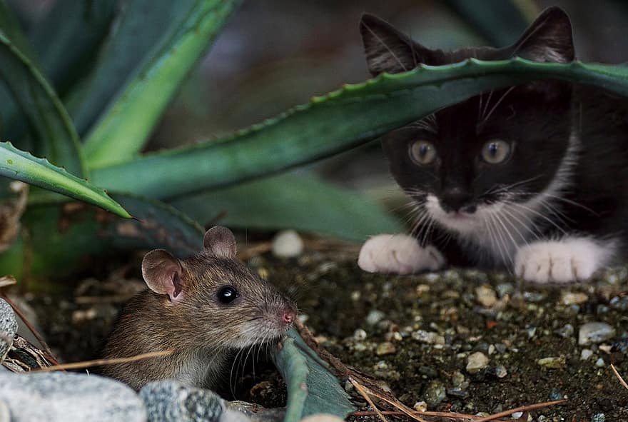 Cats keep our homes pest free