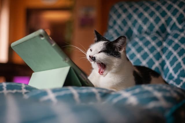 pet browses the internet