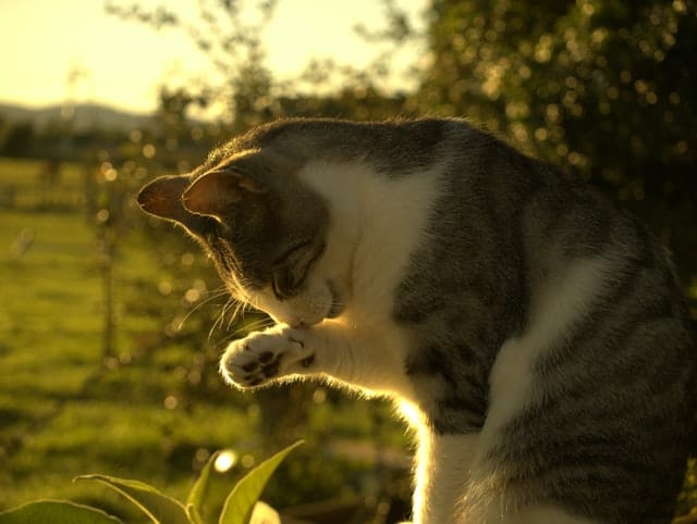 Cats spend half the time grooming