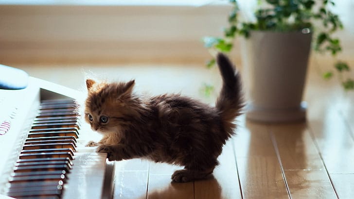 Kitten celebrates International Cat Day