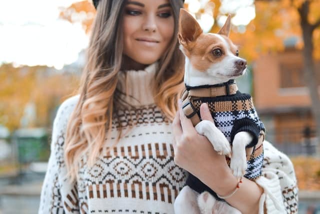 A Chihuahua - considered to be the smallest of all dog breeds 