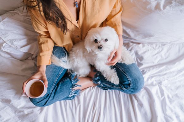 Maltese dog breeds are great apartment dogs