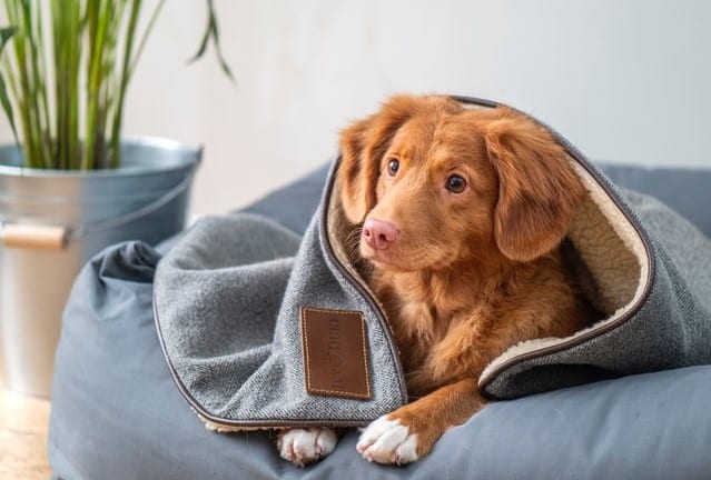 feed a dog boiled chicken and rice for diarrhea