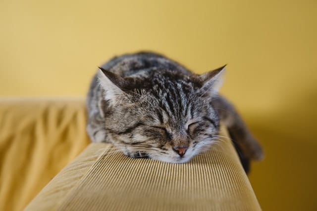 an owner wonders what to feed her cat with diarrhea